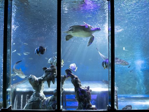 Zoos Farms and Aquariums in the UK VisitBritain